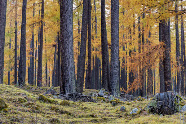 Lärchenwald Mustair Herbst 2