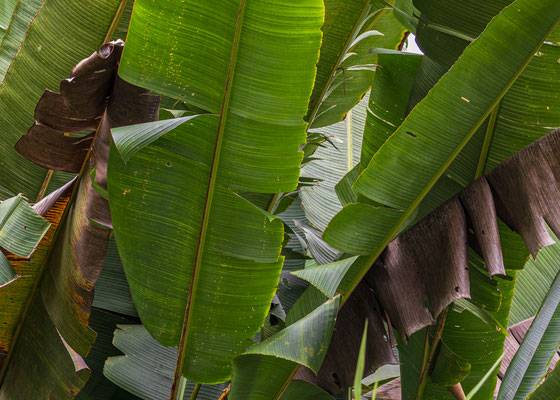 Bananen in Panama, Sandra Gygax Fotografie und Kunst