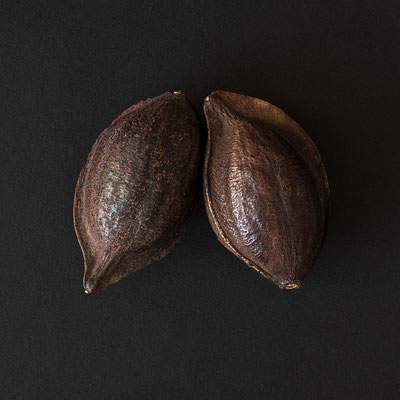 Heritiera Littoralis