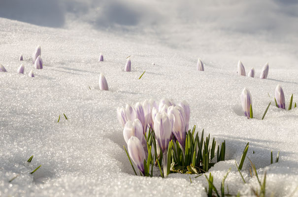 Krokusse im Emmental