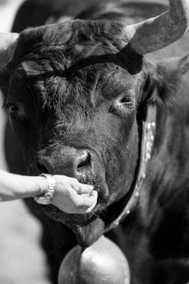 Eringer Kuhkampf Reportage, Sandra Gygax-Zehnder Fotografie & Kunst, Köniz