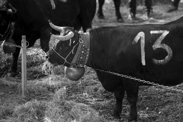 Eringer Kuhkampf Reportage, Sandra Gygax-Zehnder Fotografie & Kunst, Köniz