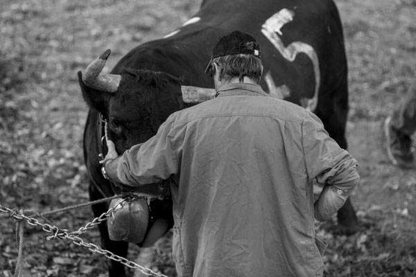 Eringer Kuhkampf Reportage, Sandra Gygax-Zehnder Fotografie & Kunst, Köniz