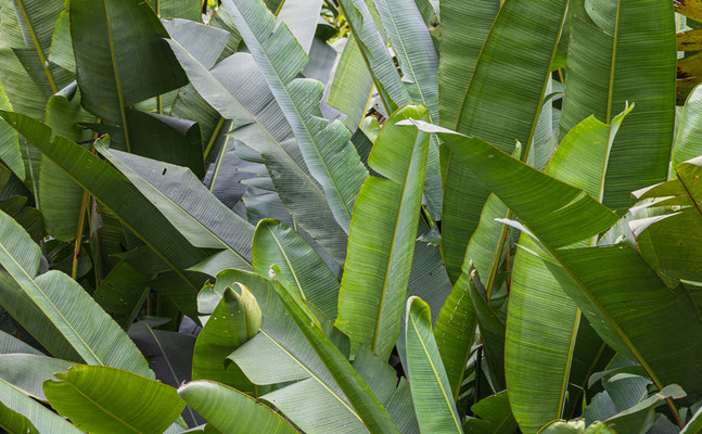 Bananen in Panama, Sandra Gygax Fotografie und Kunst