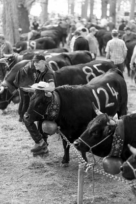 Eringer Kuhkampf Reportage, Sandra Gygax-Zehnder Fotografie & Kunst, Köniz