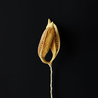 Brachychiton Discolor
