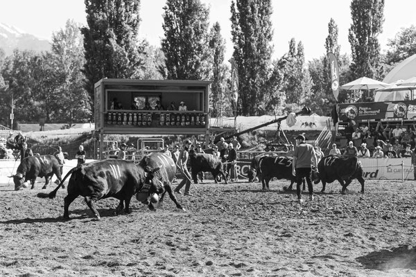 Eringer Kuhkampf Reportage, Sandra Gygax-Zehnder Fotografie & Kunst, Köniz