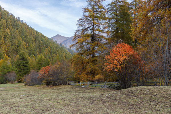 Lärchenwald Mustair Herbst  5