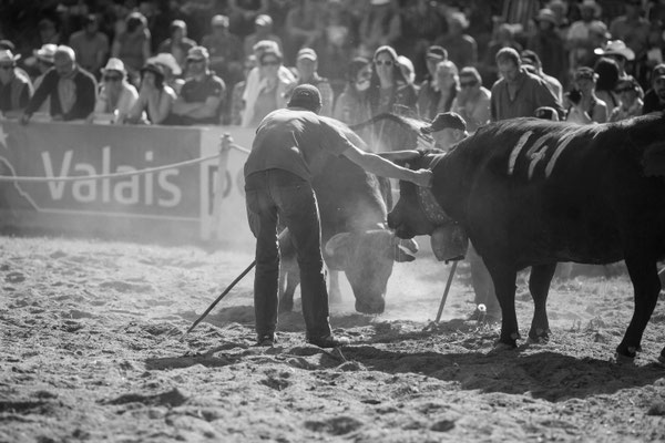 Eringer Kuhkampf Reportage, Sandra Gygax-Zehnder Fotografie & Kunst, Köniz