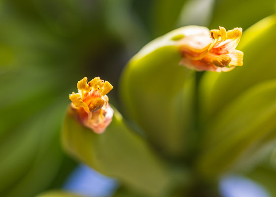 Bananen in Panama, Sandra Gygax Fotografie und Kunst