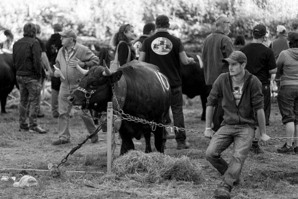 Eringer Kuhkampf Reportage, Sandra Gygax-Zehnder Fotografie & Kunst, Köniz