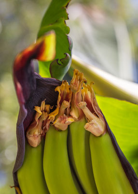 Bananen in Panama, Sandra Gygax Fotografie und Kunst