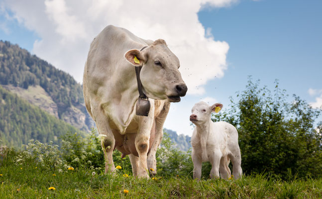 Mustair Mutterkuh mit Kalb