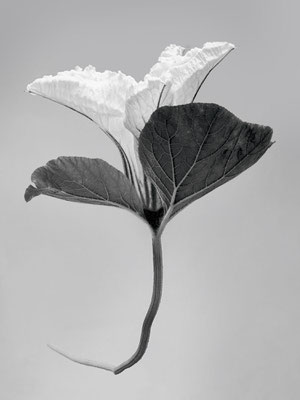 Kürbisblüte Sandra Gygax-Zehnder Fotografie & Kunst, Köniz