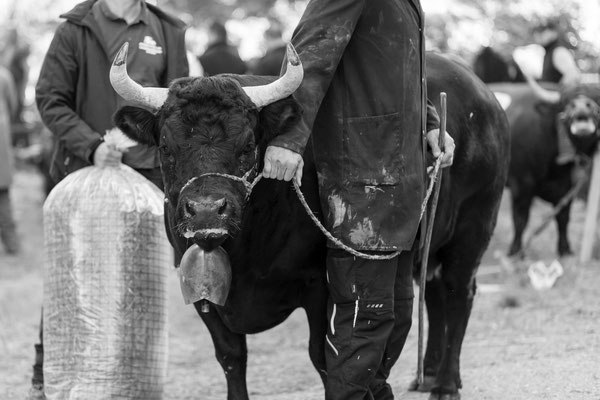 Eringer Kuhkampf Reportage, Sandra Gygax-Zehnder Fotografie & Kunst, Köniz