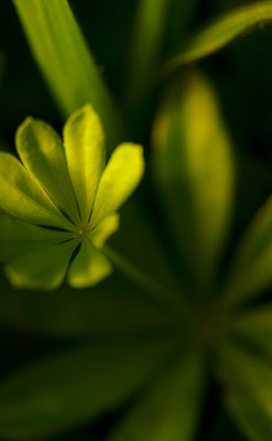 Waldmeister Sandra Gygax-Zehnder Fotografie & Kunst, Köniz