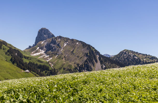 Stockhorn 