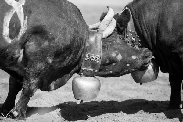 Eringer Kuhkampf Reportage, Sandra Gygax-Zehnder Fotografie & Kunst, Köniz