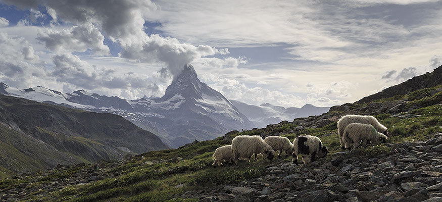 Matterhorn und Schwarznasenschafe Sandra Gygax-Zehnder Fotografie & Kunst, Köniz