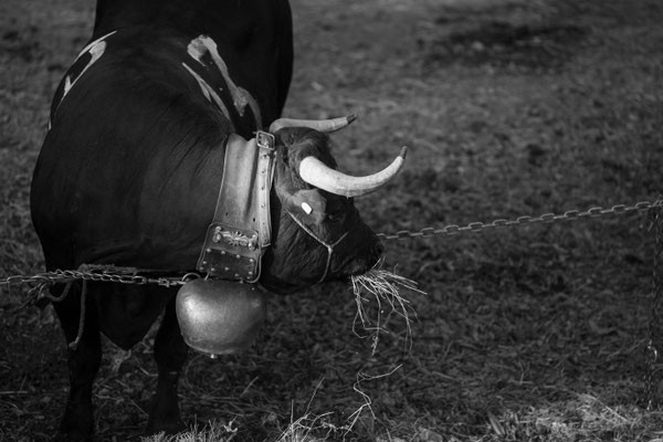 Eringer Kuhkampf Reportage, Sandra Gygax-Zehnder Fotografie & Kunst, Köniz