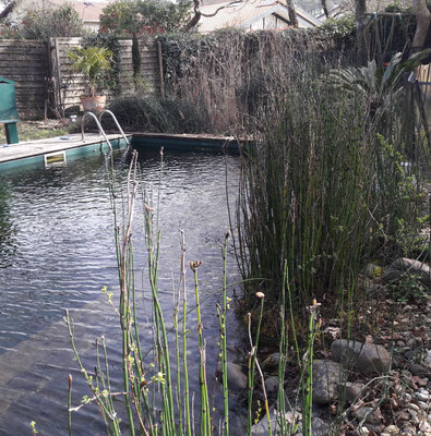 Entretien d'une piscine naturelle à Hossegor