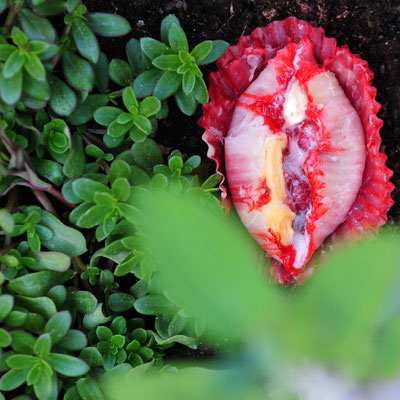 Foto: Andreas Ender | Viva La Vulva - photo24 - Himbeertörtchen, 40x40cm - limited Edition of SEX - je 233,00€
