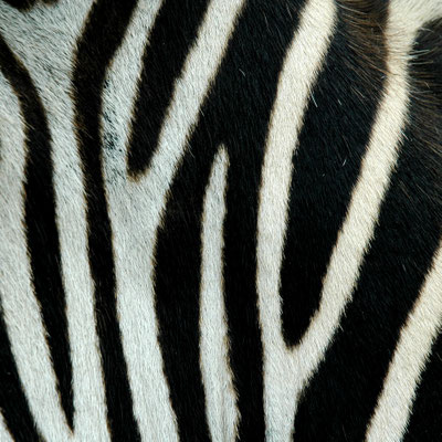Foto: Andreas Ender, photo-art+painting | otherONES 2007 - Edition of 3: 50x50cm, 349,00€ each