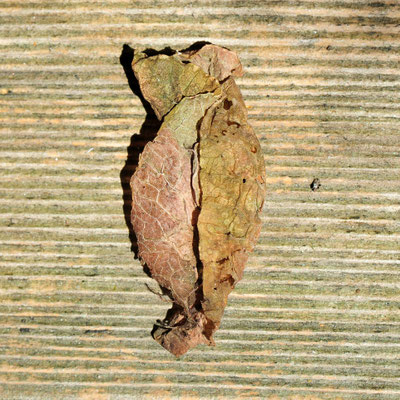 Foto: Andreas Ender | Viva La Vulva - photo24 - Blätter aus dem Grünmüll, 40x40cm - limited Edition of SEX - je 233,00€