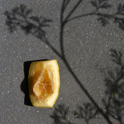Foto: Andreas Ender | Viva La Vulva - photo24 - Zitrone, 40x40cm - limited Edition of SEX - je 233,00€