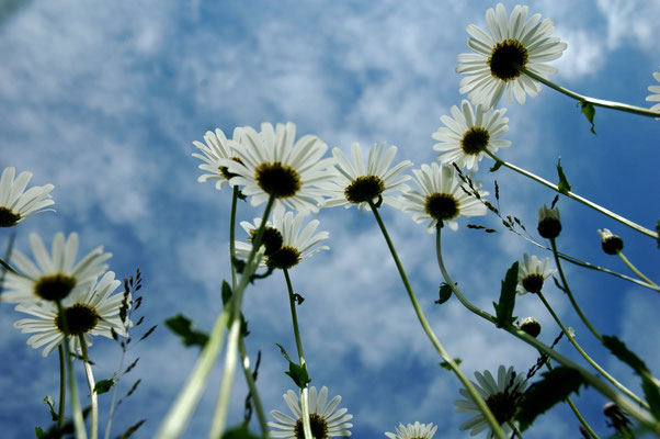 Foto: Andreas Ender, photo-art+painting | otherONES 2007 - Edition of 3: 70x50cm, 379,00€ each