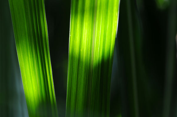 otherONES | 50x70cm, á 379,00 Euro | Aludibond - Edition of 3.