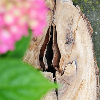 Foto: Andreas Ender | Viva La Vulva - photo24 - Baumstamm mit Hortensie, 40x40cm - limited Edition of SEX - je 233,00€