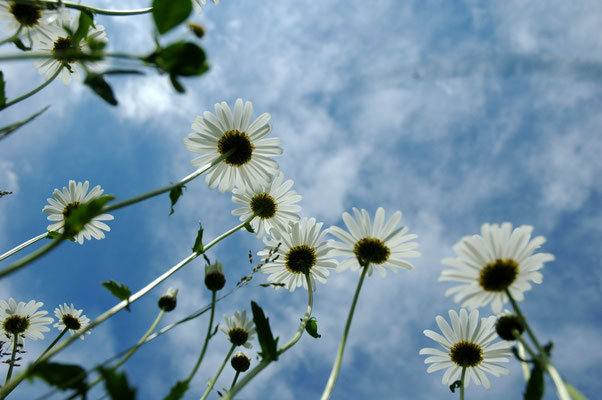 Foto: Andreas Ender, photo-art+painting | otherONES 2007 - Edition of 3: 70x50cm, 379,00€ each
