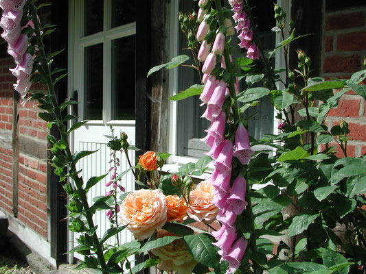 Fingerhut und Rosen