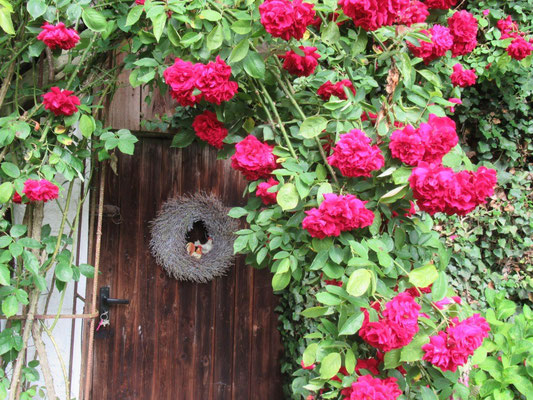 Rosenbogen im Juni