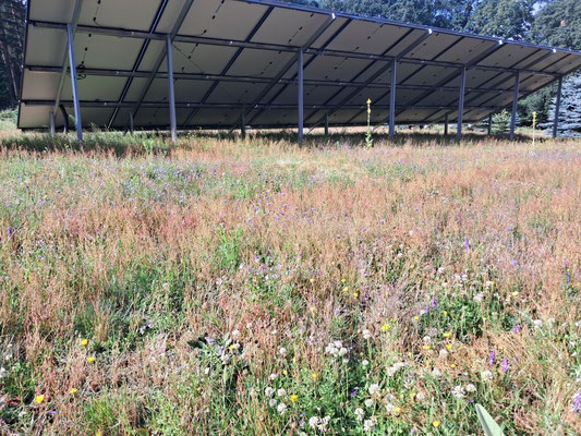Photovoltaik mit Blumenwiese