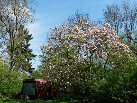 Unsere schöne große Magnolie in voller Blüte.