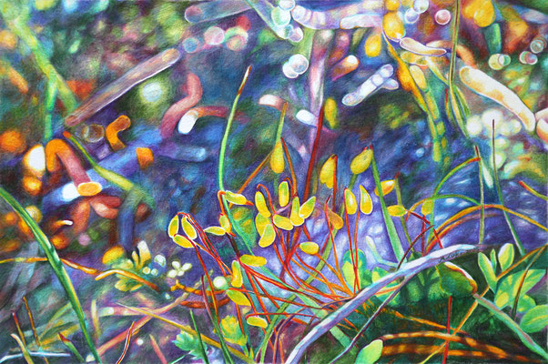 2025_Moosblüte am Lärchsattel_18x32cm_Buntstift_Papier