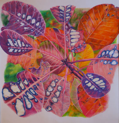 2025_Perückenstrauch_40x40cm_Buntstift_Papier_verfügbar
