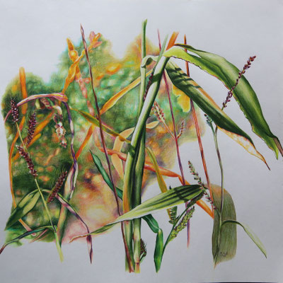 2026_Markt Hartmannsdorf_40x40cm_Buntstift_Papier_verfügbar
