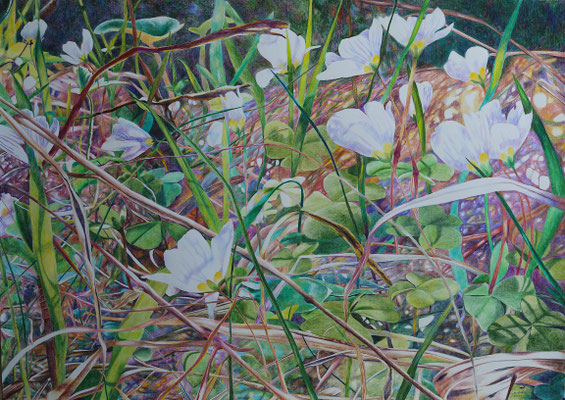 2024_Dürntal_59,5x84,1cm_Buntstift_Papier_verfügbar