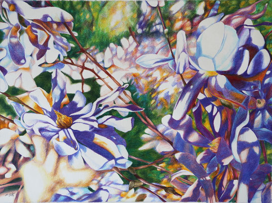 2025_Sternmagnolienblüte_29x39cm_Buntstift_Papier_verfügbar