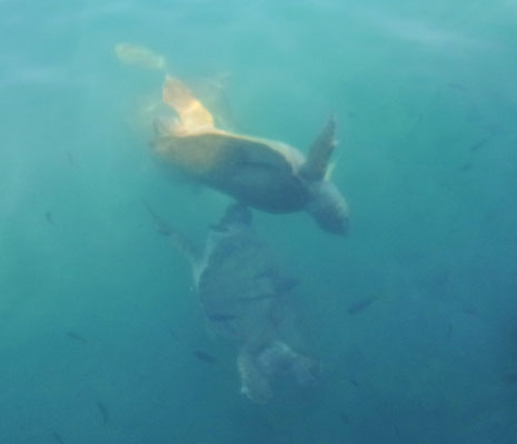 Kastellorizo 2016 - Dance of turtles i the harbour - Photo JM Quiesse
