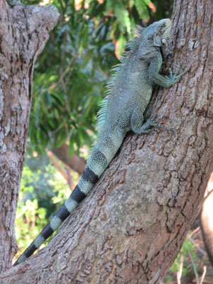 Croisière Tao - 01 2017-Iguane - Les Saintes - Photo Danielle Ferré