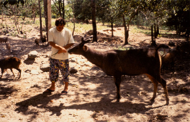 Feeding a deer in Thailand, 1993.