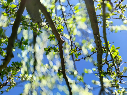 Frühling