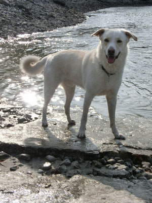 Bruno(†)