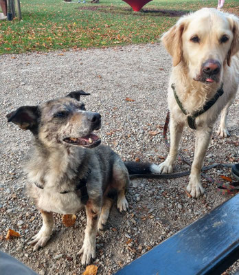 Buddy & Balou