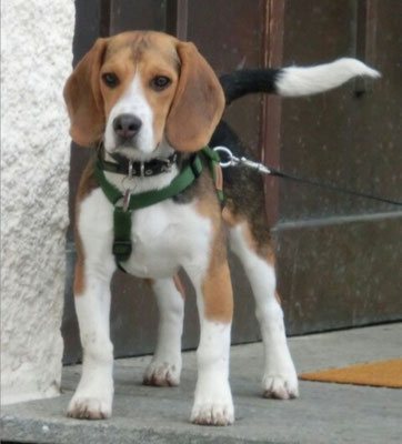 Willi