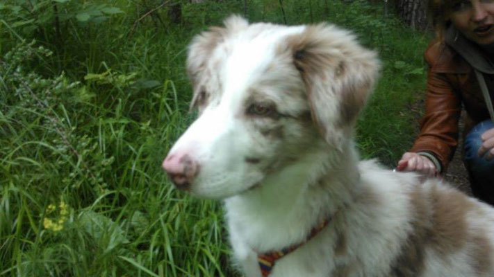 Remo